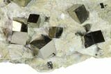 Shiny Pyrite Cubes in Rock - Victoria Mine, Spain #168549-3